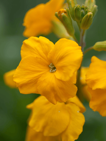 Gyldenlak 'Cloth Of Gold' Seed