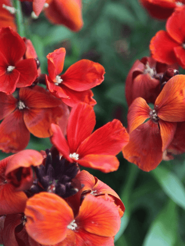 Gyldenlak 'Fire King' Seed