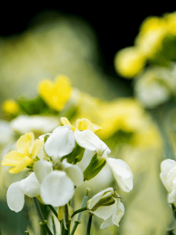 Gyldenlak 'Ivory White' Seed