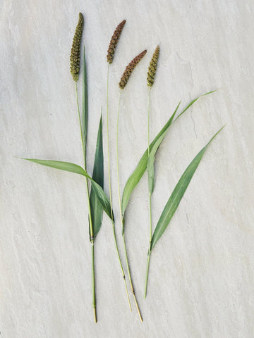 Hirsegræs 'Hylander' Seed