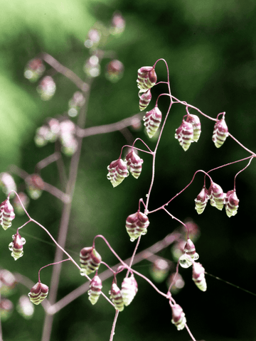 Hjertegræs 'Minor' Seed