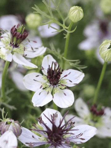 Jomfru i det grønne 'African Bride' Seed