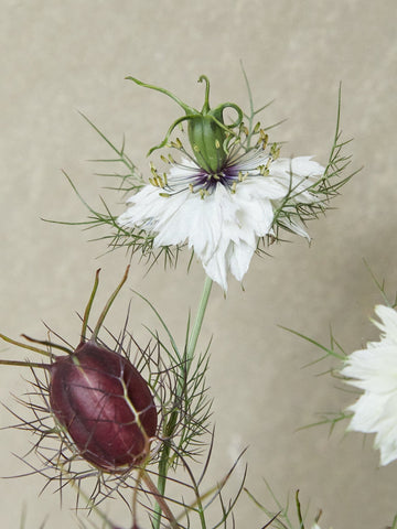 Jomfru i det grønne 'Black Pod' Seed