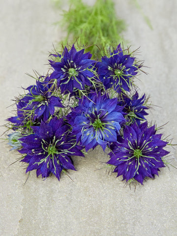 Jomfru i det grønne 'Miss Jekyll Dark Blue' Seed
