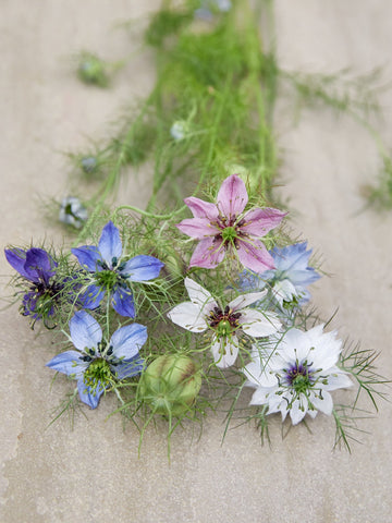 Jomfru i det grønne 'Persian Jewels' Seed