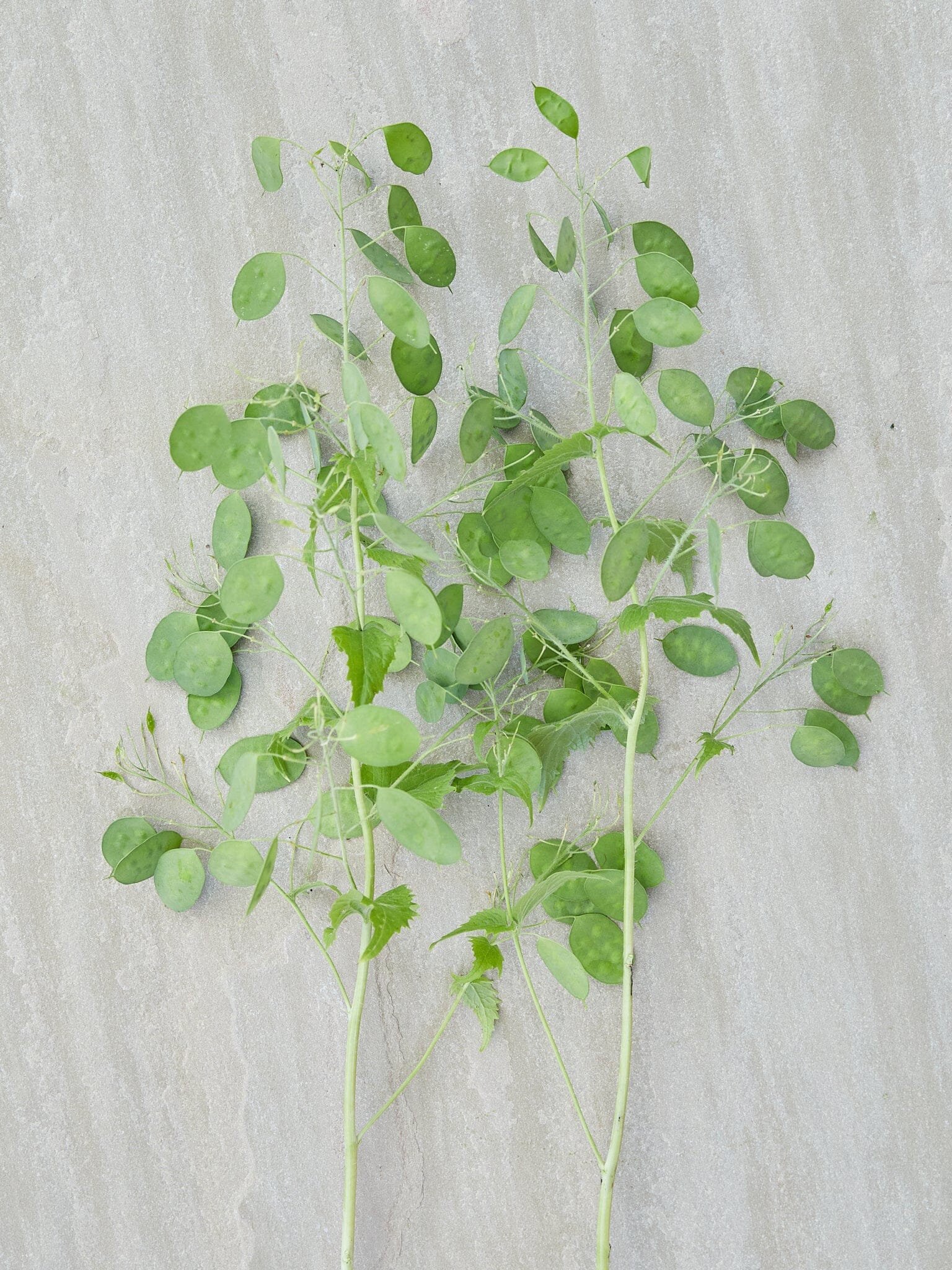 Judaspenge 'Alba' Seed