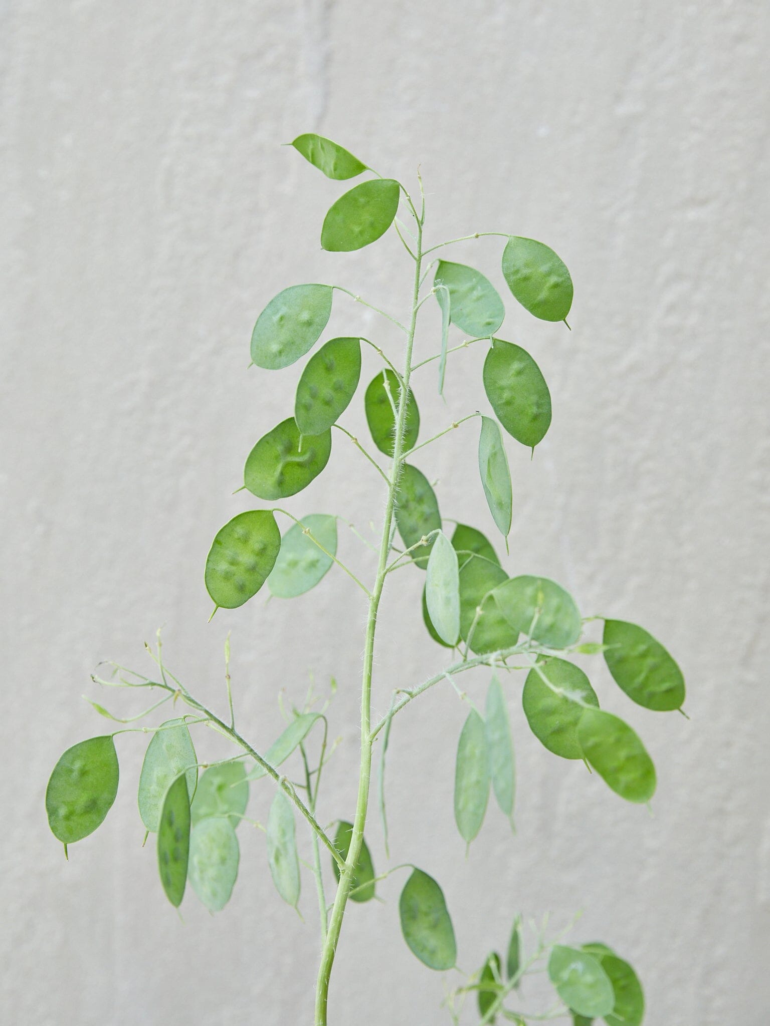 Judaspenge 'Alba' Seed