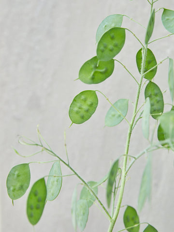 Judaspenge 'Alba' Seed