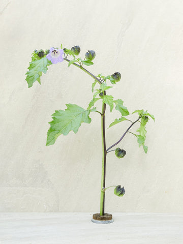 KANTbæger Seed