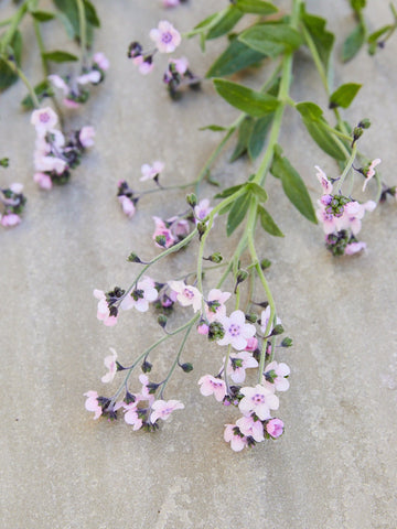 Kinesisk Hundetunge 'Mystery Rose' Seed