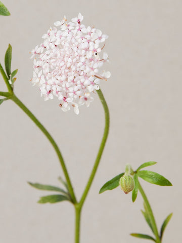 Kniplingeblomst 'Lace Rose' Seed