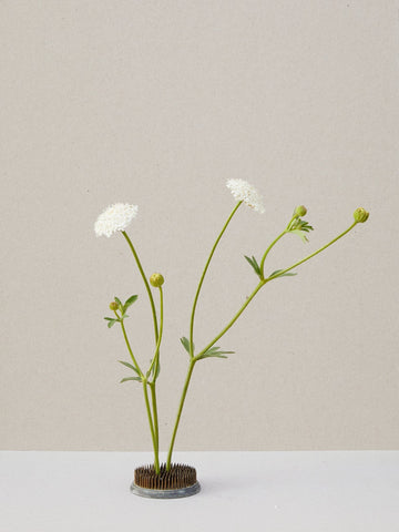 Kniplingeblomst 'Lace White' Seed