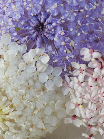 Kniplingeblomst 'Mix' Seed