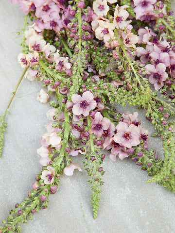 Kongelys 'Southern Charm' Seed