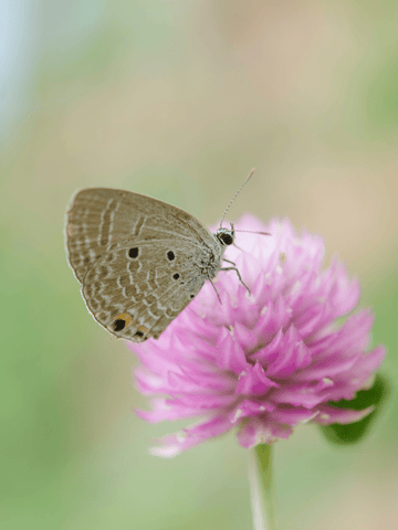 Kopi af Ungkarleknap 'rosa' Seed