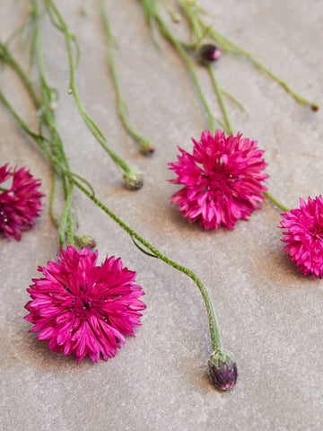 Kornblomst 'Ball Red' Seed