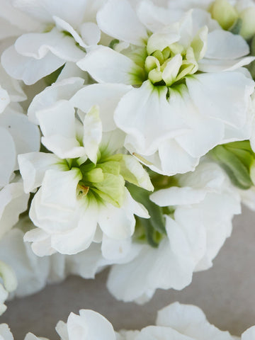 Levkøj 'Anytime White' Seed