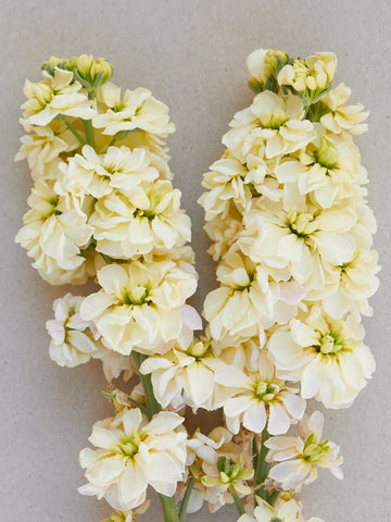 Levkøj 'Anytime Yellow' Seed