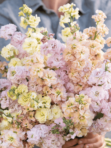 Levkøj 'Pastel Mix' Seed