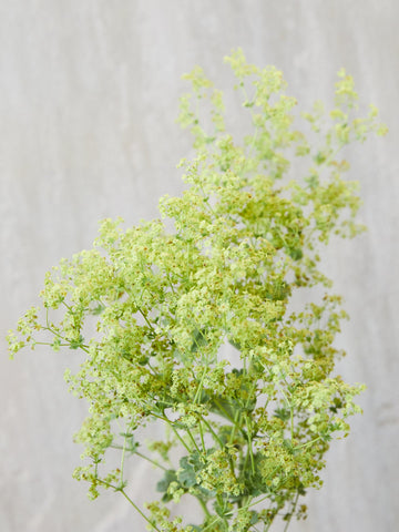 Lodden Løvefod 'Thriller' Seed