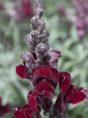Løvemund 'Black Prince' Seed