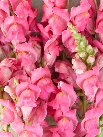 Løvemund 'Cherry Rose' Seed