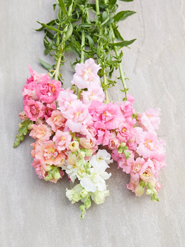 Løvemund 'Madame Butterfly Mix' Seed