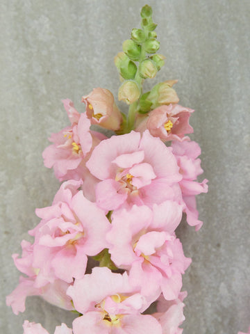Løvemund 'Madame Butterfly Pink' Seed
