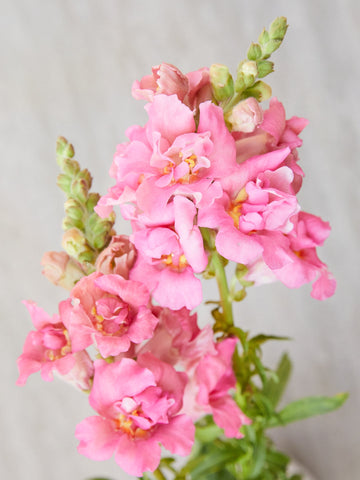 Løvemund 'Madame Butterfly Rose' Seed