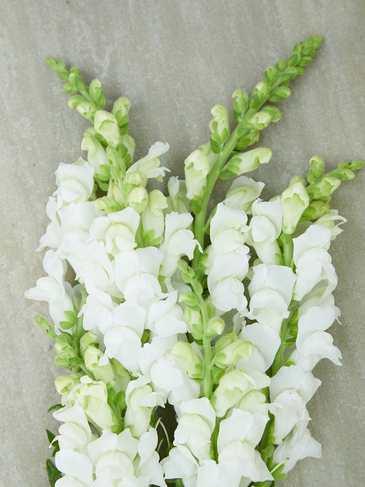 Løvemund 'Potomac White' Seed