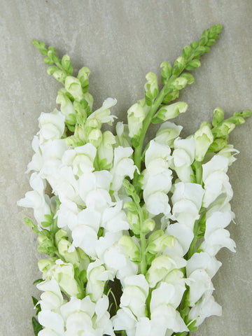 Løvemund 'Potomac White' Seed