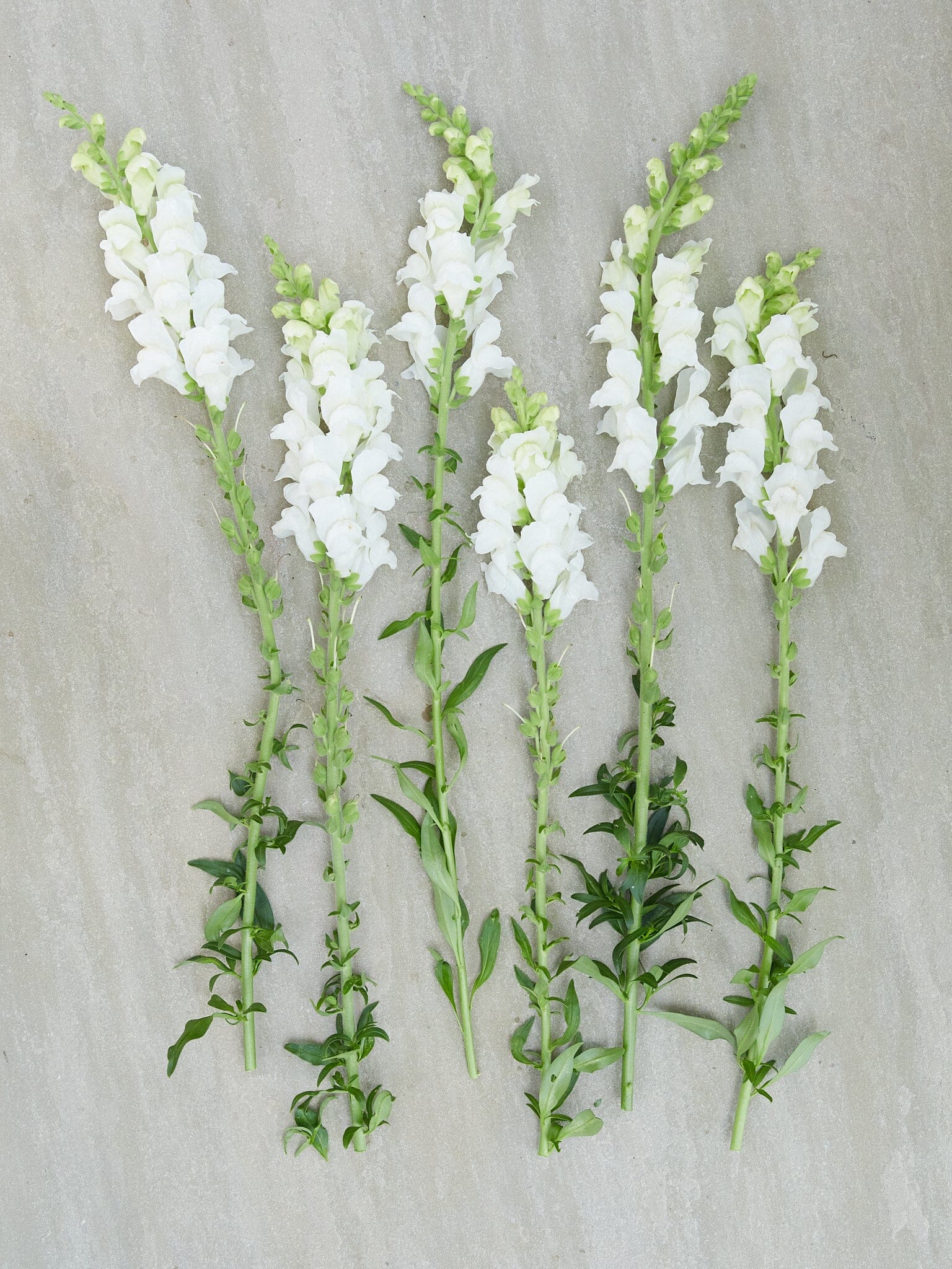 Løvemund 'Potomac White' Seed