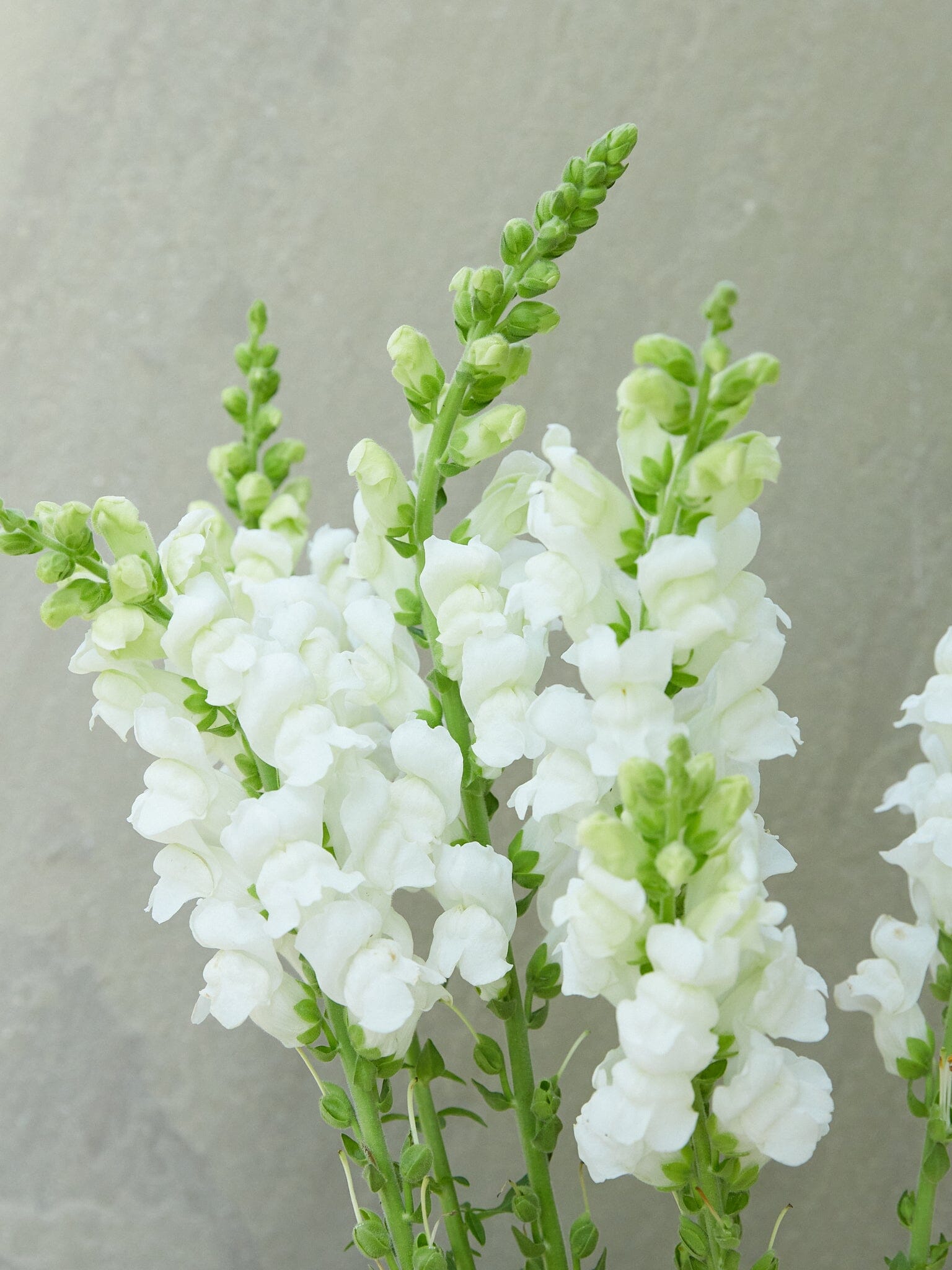 Løvemund 'Potomac White' Seed