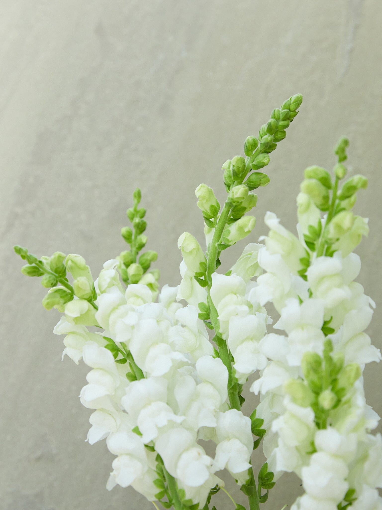 Løvemund 'Potomac White' Seed