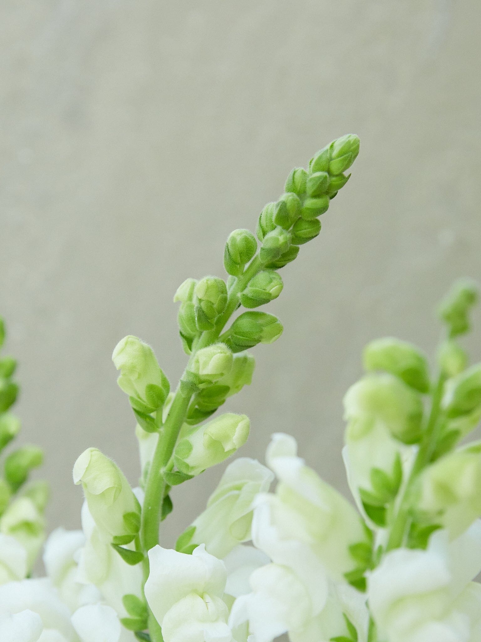 Løvemund 'Potomac White' Seed