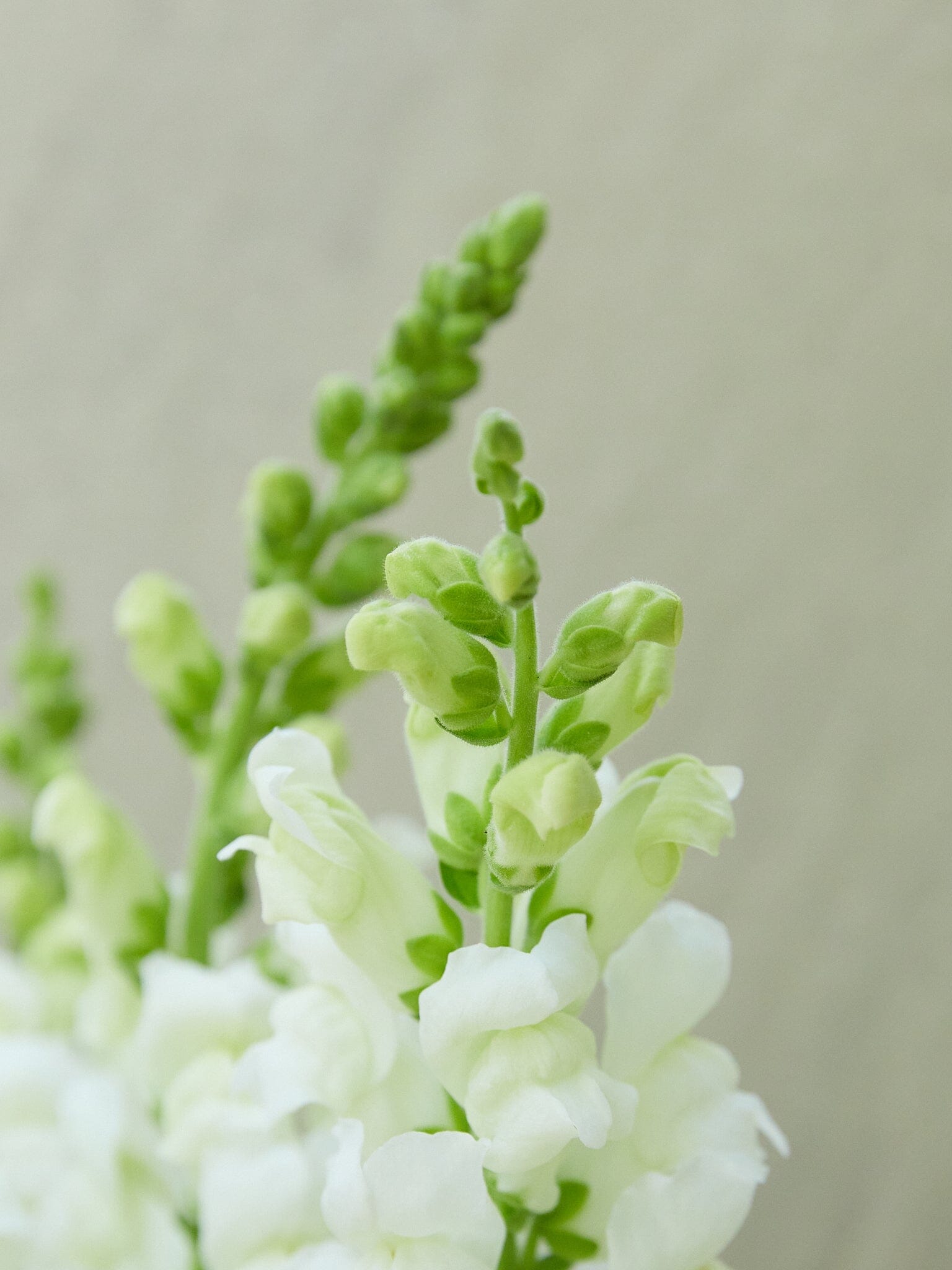 Løvemund 'Potomac White' Seed