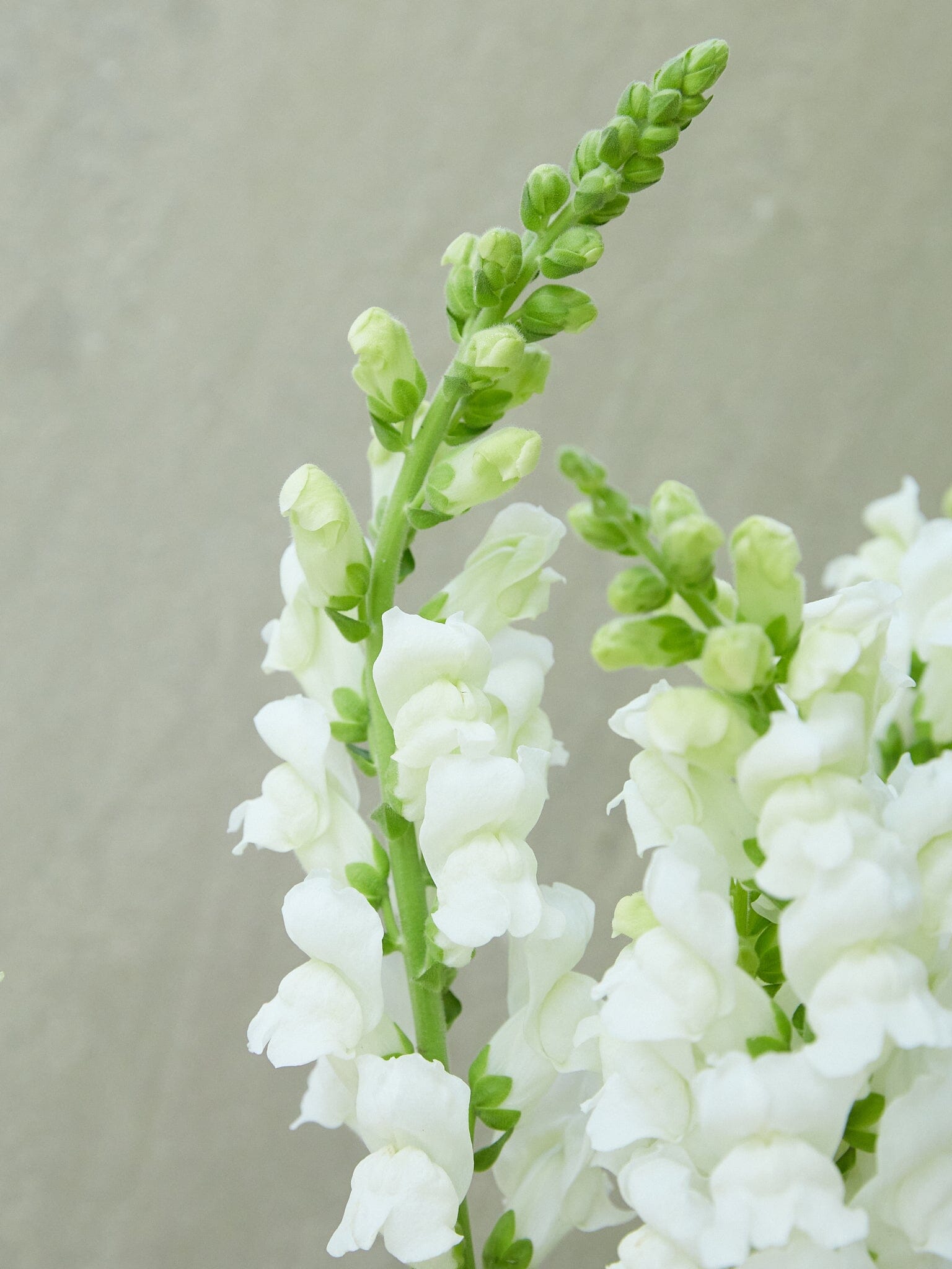 Løvemund 'Potomac White' Seed