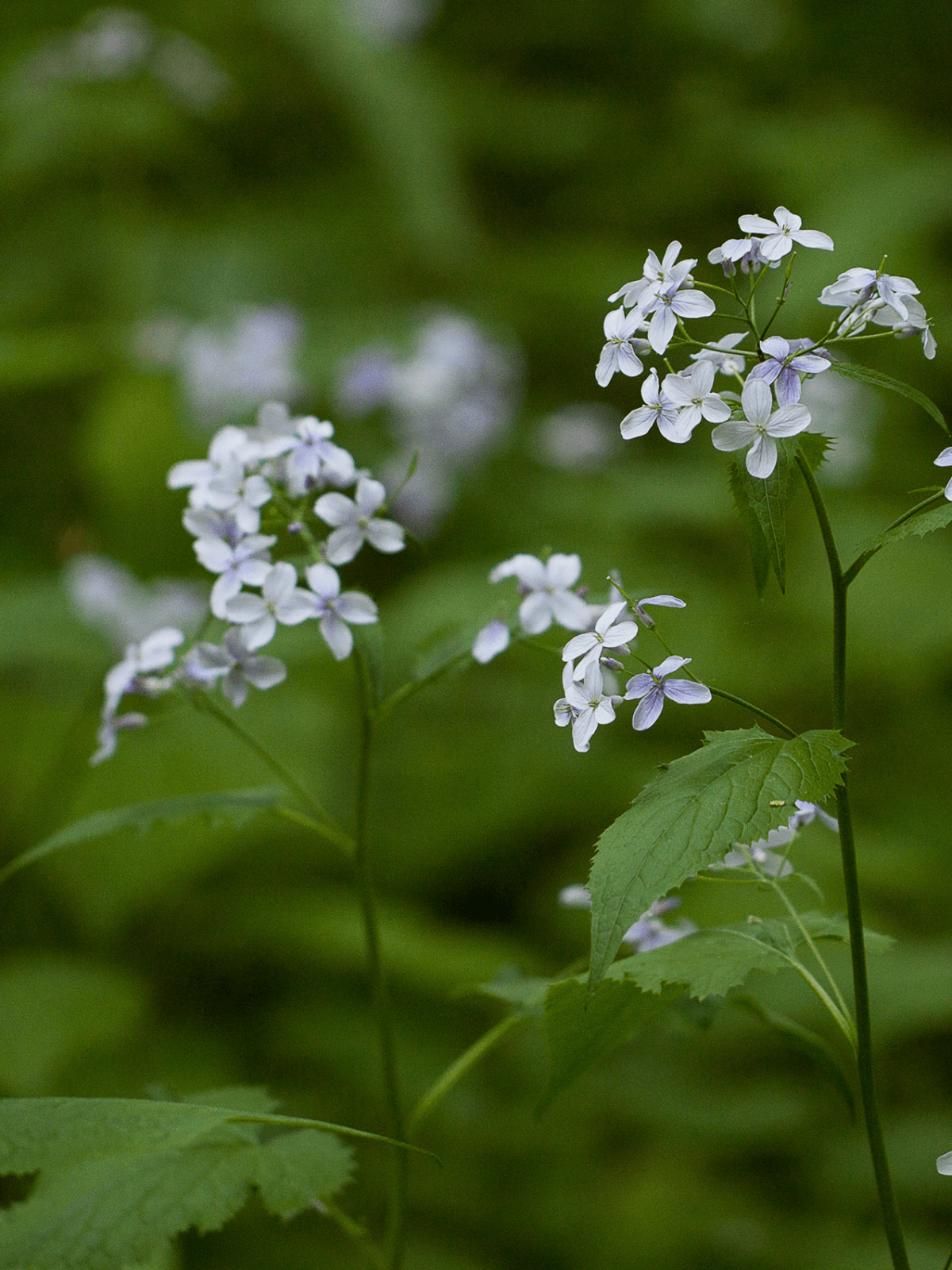 LUNARIA 'Alba' Seed