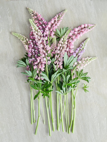 Lupin 'Pink Shades' Seed