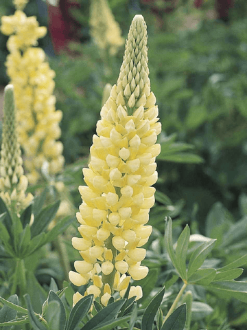 LUPINUS 'Chandelier' Seed