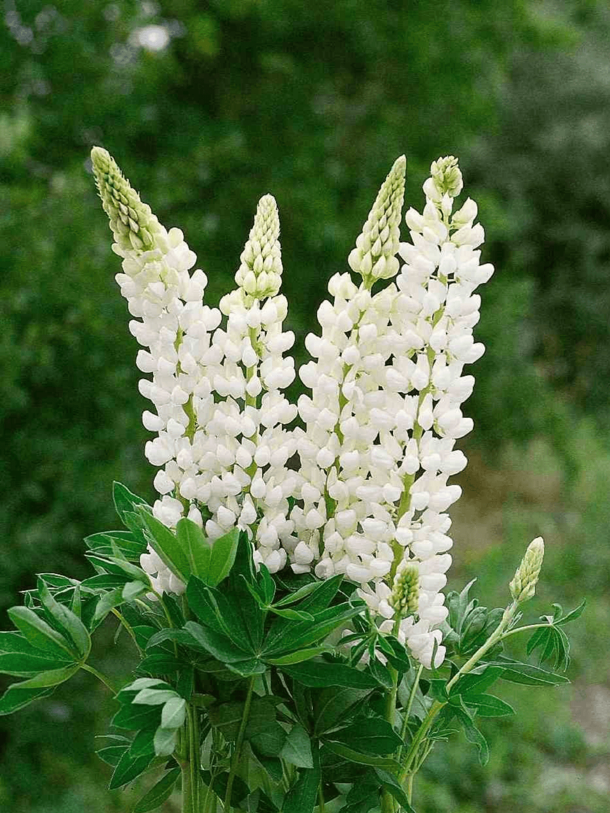 LUPINUS 'Noblemaiden' Seed