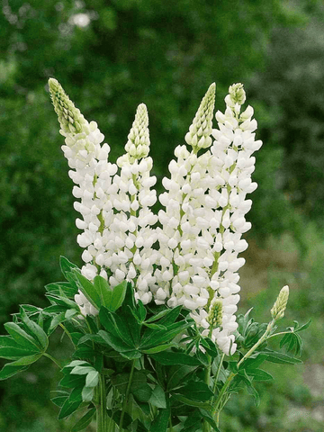 LUPINUS 'Noblemaiden' Seed