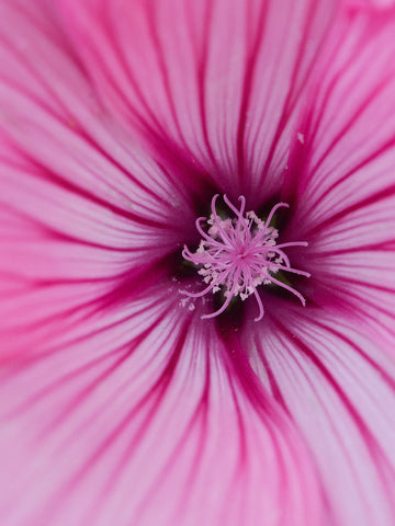 Mamelukærme 'Silver Cup' Seed