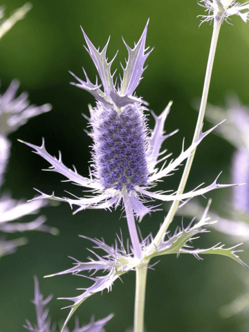 Mandstro 'Purple Sheen' Seed
