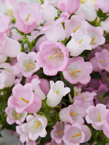Mariaklokke Campanula champion firma? Seed