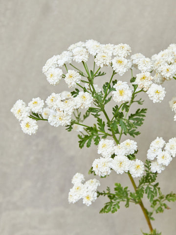 Matrem 'Tetra White' Seed