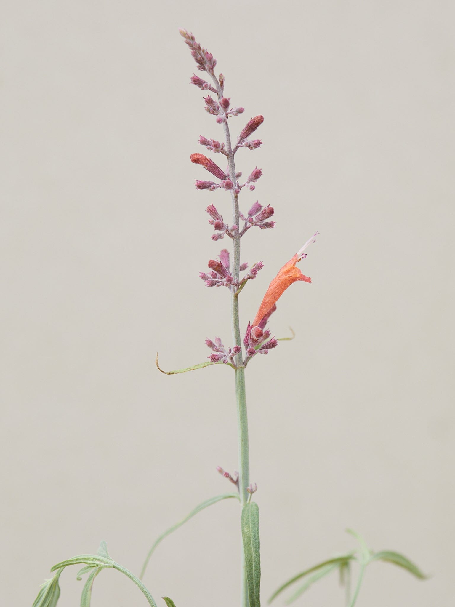 Mexicansk Isop 'Apache Sunset' Seed
