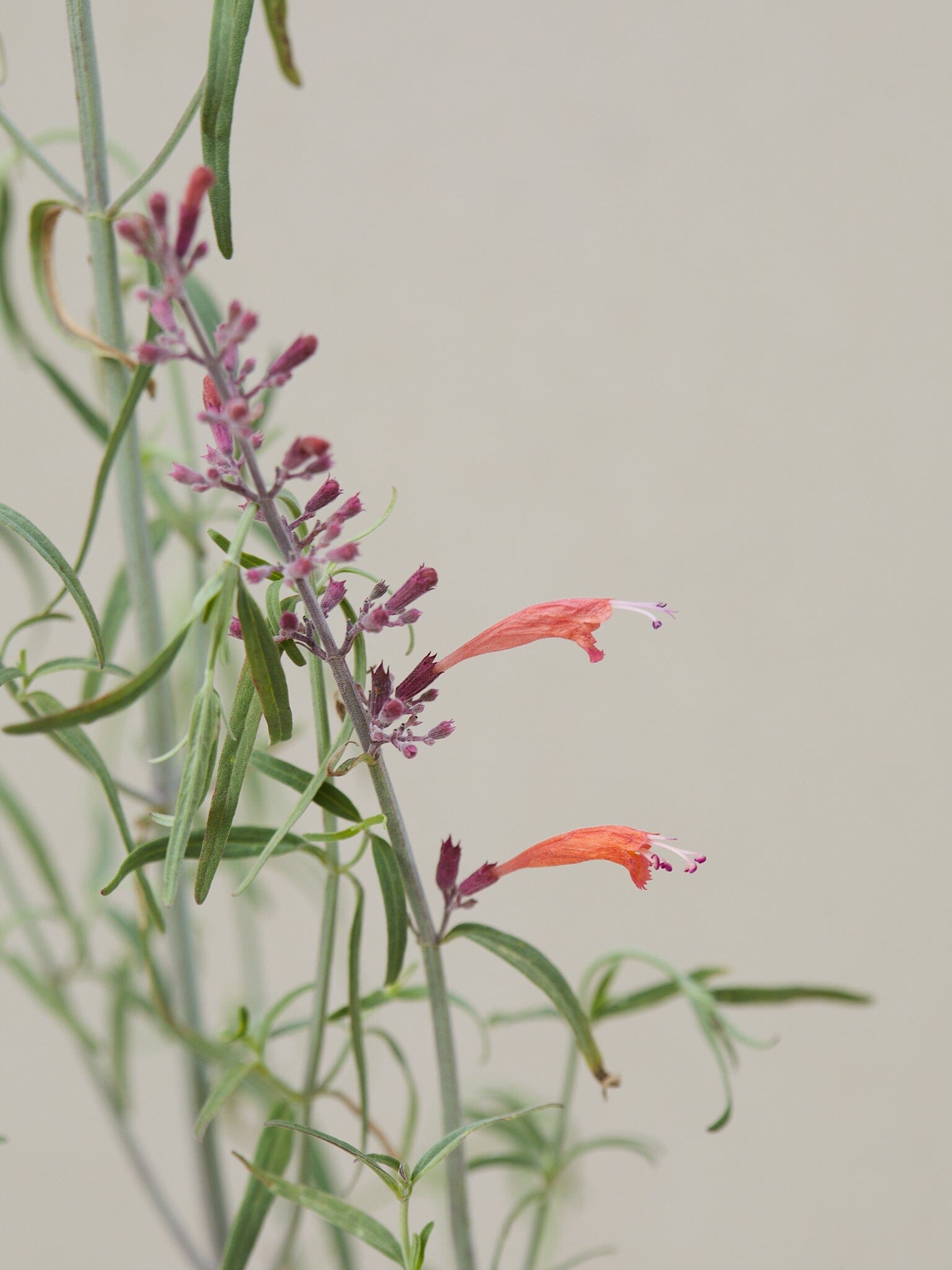 Mexicansk Isop 'Apache Sunset' Seed