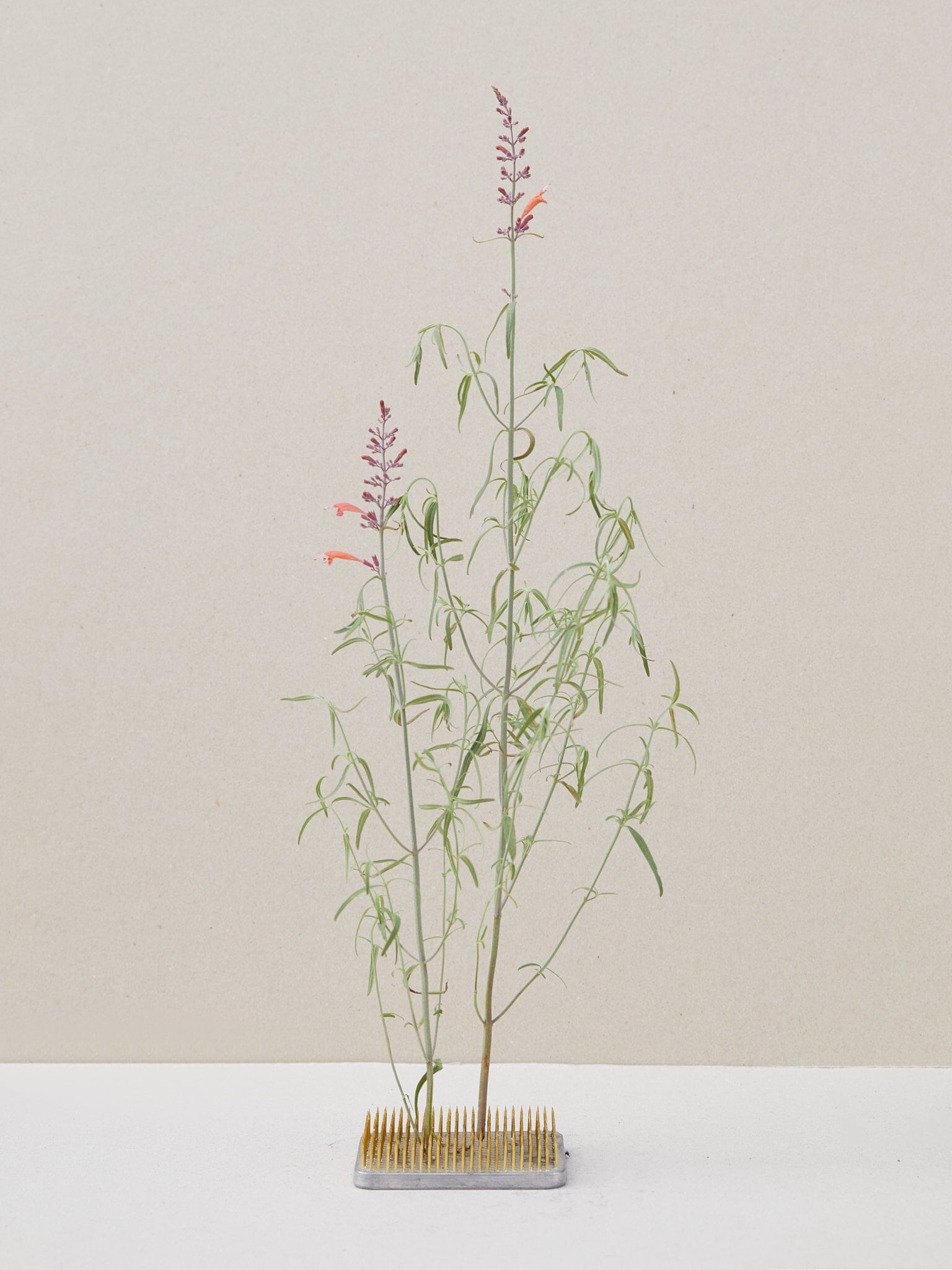 Mexicansk Isop 'Apache Sunset' Seed