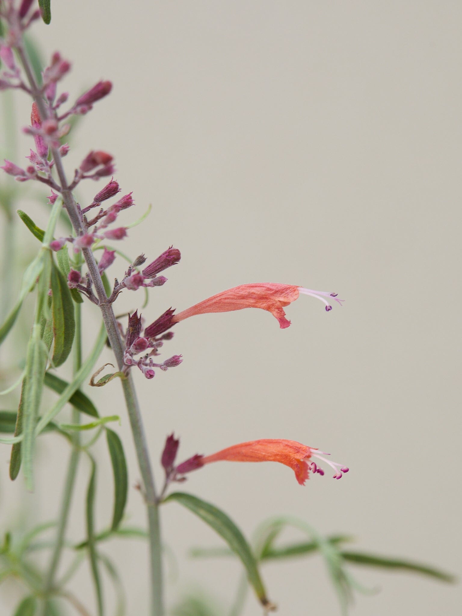 Mexicansk Isop 'Apache Sunset' Seed